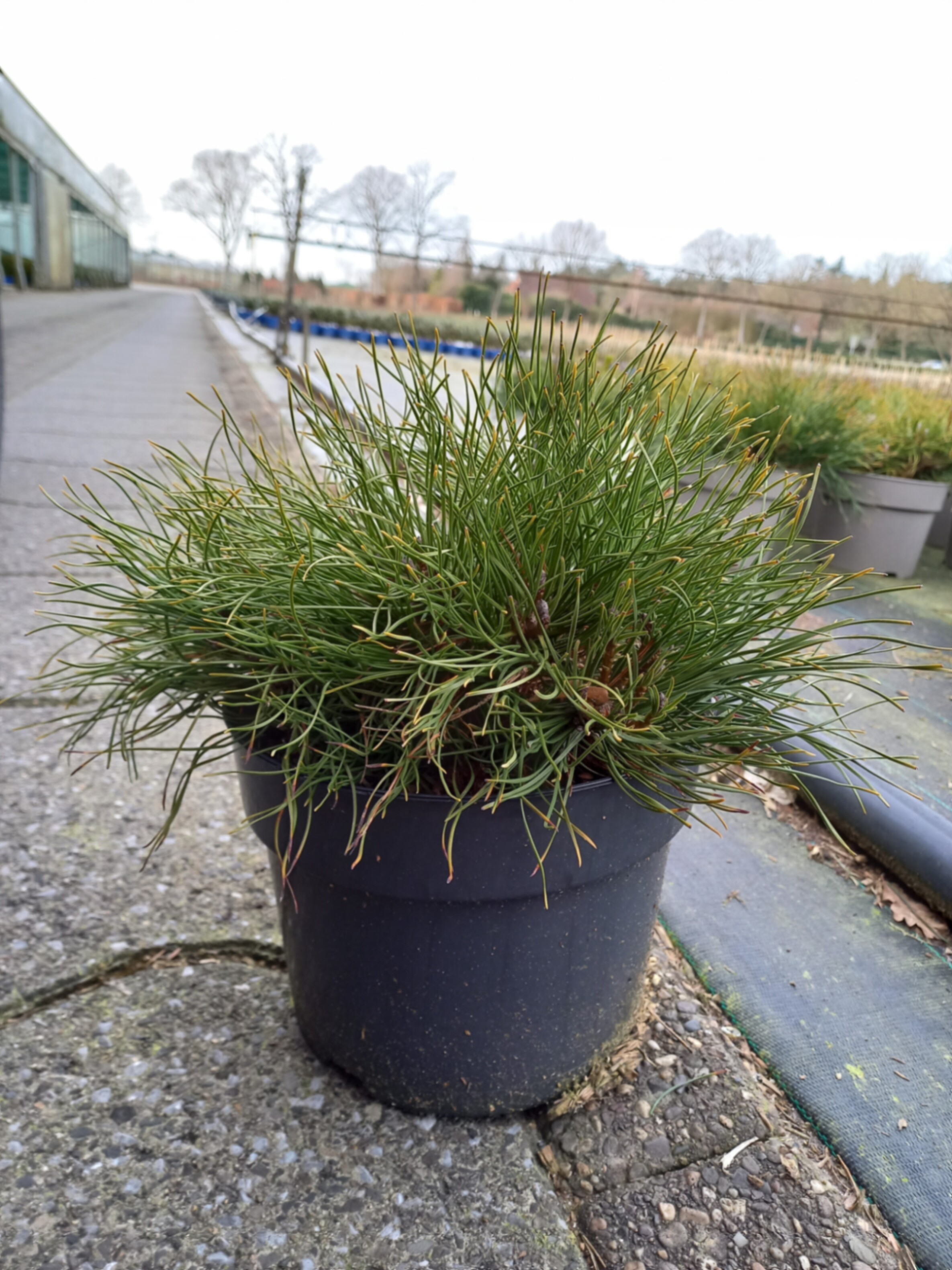 Сосна горная Пумилио